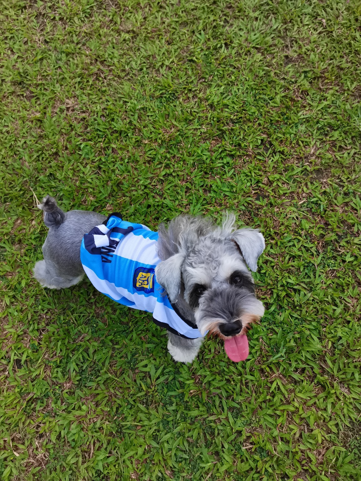 雪纳瑞犬大赛，引领时代的犬界盛事