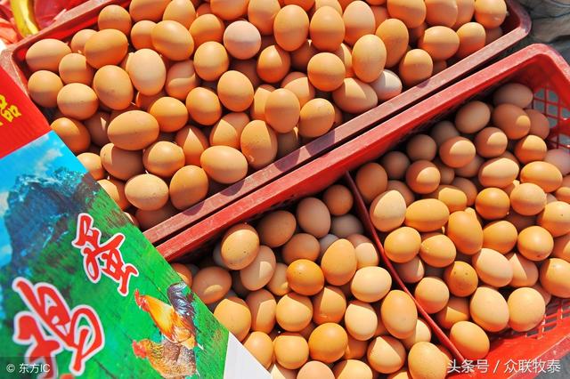 唐山鸡蛋今日行情及背后的温情故事